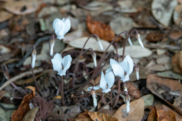 pretty white cyclamen growing up through autumn leaves