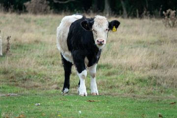 close up portrait of a black and white calf