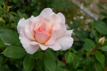 pretty pink rose coming into bloom