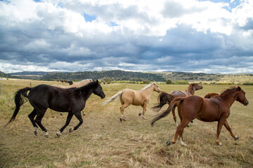 Running Horses to Pasture