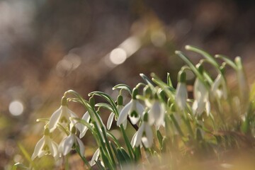Closeup shot of a beautiful field of white snowdrop flowers against a blurred background