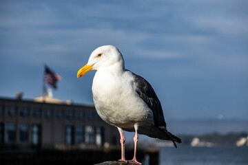 Closeup shot of a seagull against blurred building with a flag on top and sky background
