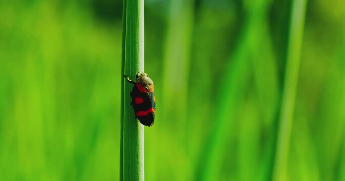 Macro close up shot of cercopis vulnerata or cercopoidea sits on a thin stalk and pisses