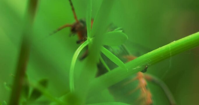 Macro shot of a pair of mating beetles firefighters crawling on the grass