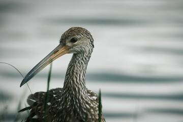 Shallow focus of Limpkin portrait against gray blurred background