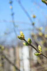A tree branch with swollen buds before the leaves open in early spring. Spring tree branches before...