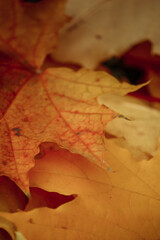 Naklejka na ściany i meble Texture of yellow autumn maple leaves
