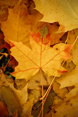 Naklejka na ściany i meble Texture of yellow autumn maple leaves