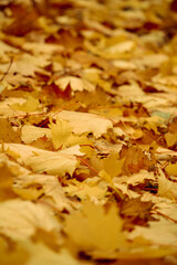 Texture of yellow autumn maple leaves