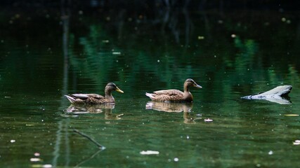 Scenic view of two ducks peacefully swimming in a water pond in daylight