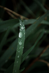dew drops on grass