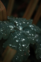 Dew water drops on green leaves