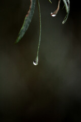water drops on a leaf