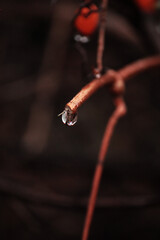 rain drop on a branch