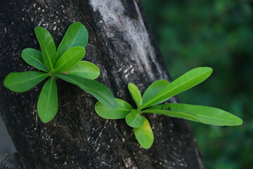 leaf on calabash tree (Crescentia cujete)