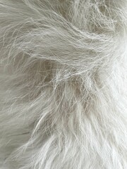 Vertical closeup of a white dog fur