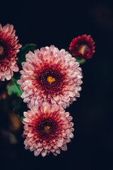 red and yellow dahlia