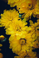 Bouquet of yellow chrysanthemums on a black background