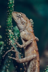 Vertical shot of a lizard with brown skin lying on a plant outdoors in a blurred background