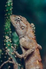 Vertical shot of a lizard with brown skin lying on a plant outdoors in a blurred background