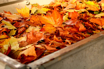 laub im Container   gartenarbeit im herbst  wiederverwertung