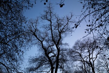 Silhouettes of the trees against a blue sky in winter.