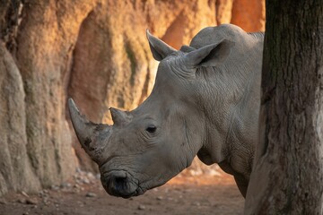 Obraz premium Closeup of a black rhinoceros on safari.