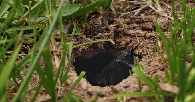 Close up of a cricket, mole cricket (Gryllotalpidae) sits in its hole and looks out for food