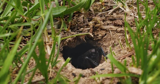 Close up of a cricket sits in its hole or mole cricket (Gryllotalpidae)