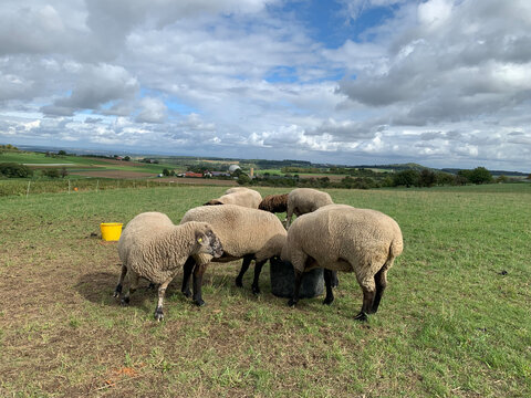 Several groups of white sheep in a paddock drink water from plastic buckets on a green meadow