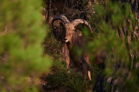 Wild goat in green forest