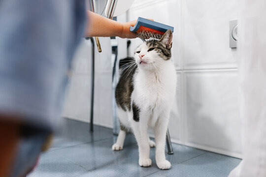 Owner brushing fluffy cat at home