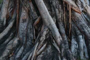 buttress root of big tree background