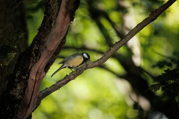 Selective focus of Great Tit bird on a tree in the forest