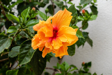orange hibiscus grown in a garden in spain