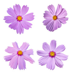 Pink cosmos flowers isolated on transparent background