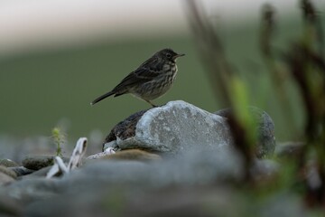 Beautiful shot of a magpie-robin standing on the stone with blurred background