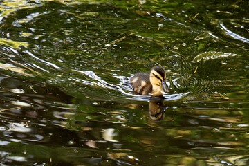 Small Duck floating on a body of water