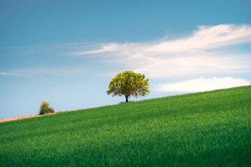 Endless field with fresh green grass and tree with verdant foliage