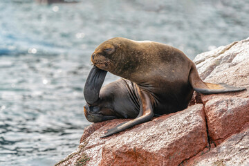 Fototapeta premium sea lion resting on rocks