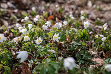 white flowers in the middle of the forest in spring among plants