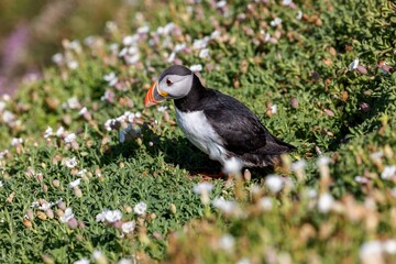 Cute Atlantic puffin (Fratercula arctica) resting in a field on a sunny day on a blurred background