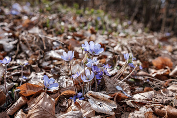 Wild blue flowers growing on the forest floor in spring