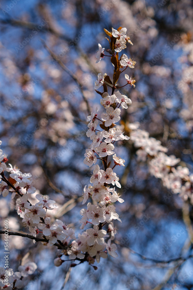 Wall mural spring flowering ornamental plum. flowering plum tree