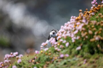 Cute Atlantic puffin (Fratercula arctica) resting on a sunny day on the blurred background