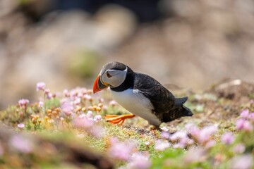 Cute Atlantic puffin (Fratercula arctica) resting on a sunny day on the blurred background