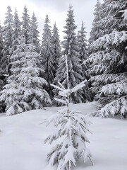 magical winter forest. spruces snow covered. rebirth of the planet