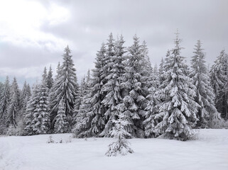 magical winter forest. spruces snow covered. christmas atmosphere