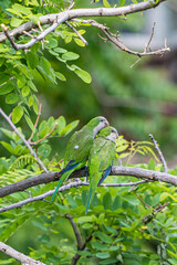 Argentinian parrot peeking out of the nest made in a tree in Madrid