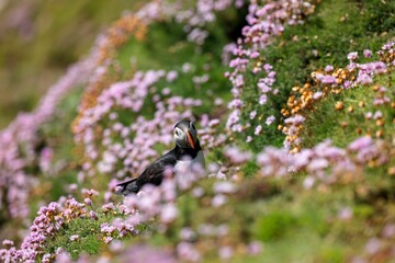 Cute Atlantic puffin (Fratercula arctica) resting on a sunny day on the blurred background